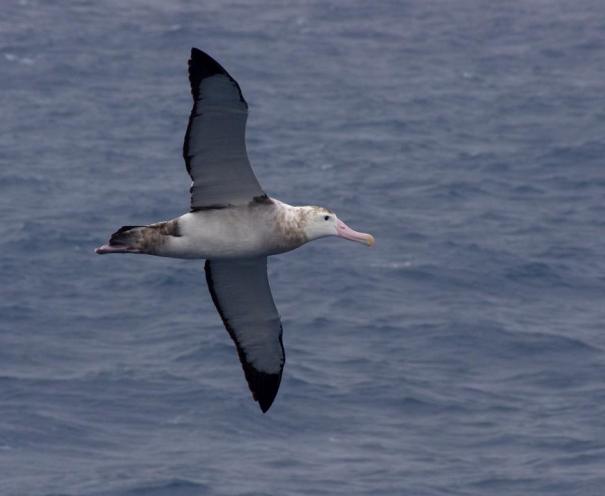 wandering albatross nz